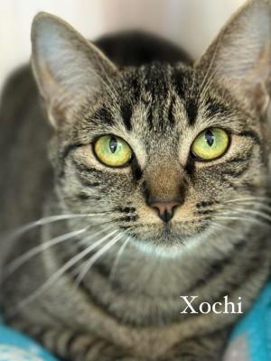 Xochi
