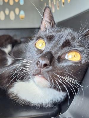 Kiki 2