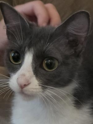 Seraphina