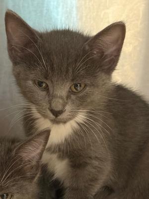 Mittens