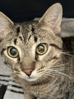 Milo Boy