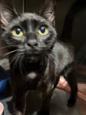 Licorice