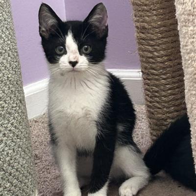 Sir Pounce-a-Lot