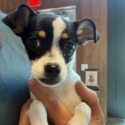 Zoey 22845