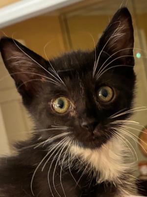 Jinx