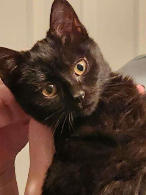 Ella