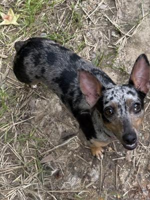 Millie 22543