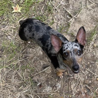 Millie 22543