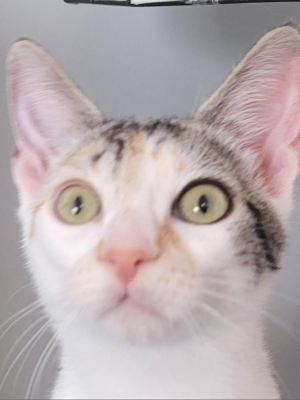Rose (adopted name Umi)
