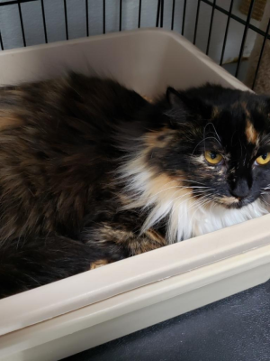 Lilly (was Angel)