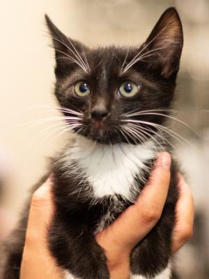 Oreo