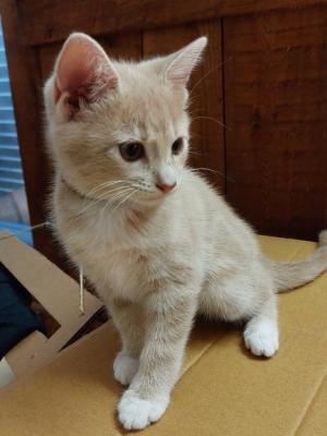 Cinnamon