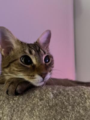 Luna 2