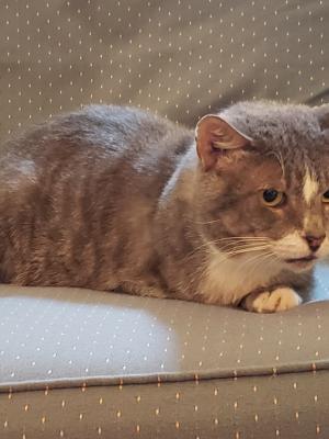 Simon