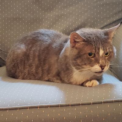 Simon