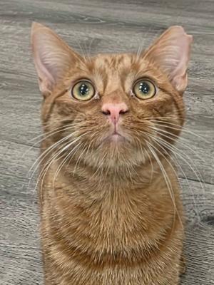 Butterscotch