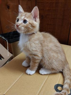Ginger