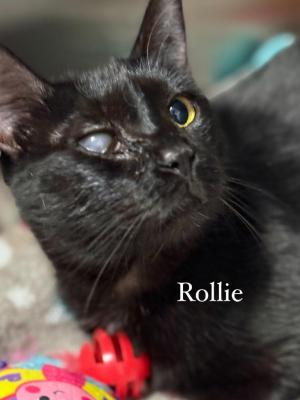 Rollie