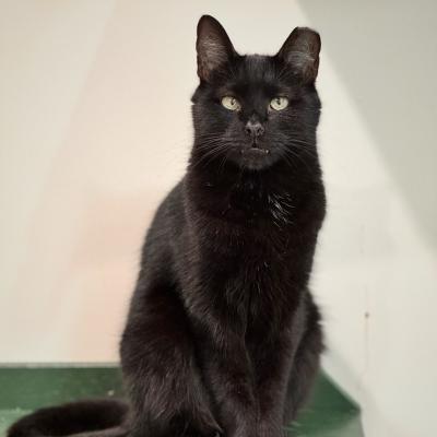 Bram (aka Bran)