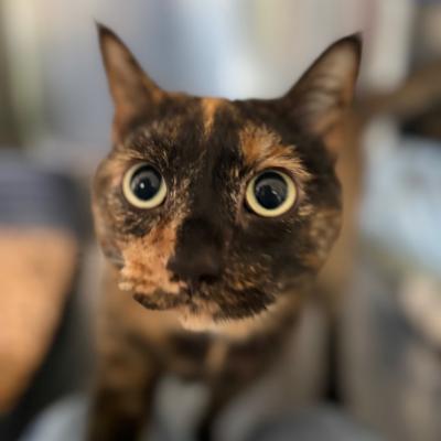 Karma (fka Zoe)