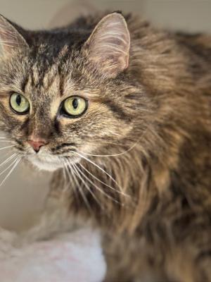 Sofia (fka Fluffy Kat)