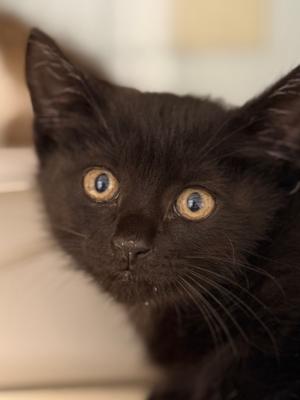 Archie