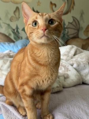 Cinnamon (aka Lily)