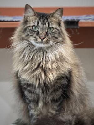 Chanel (FKA Whitney)