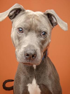 Jasper 22248