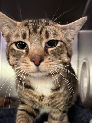 Tommy the Tabby