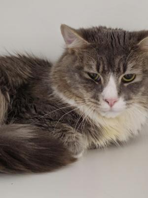 Tommy (was Junior)