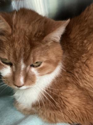 Molson, a senior cat waiting at Furkids