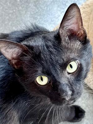 Domino