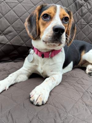 Daisy Mae 22540