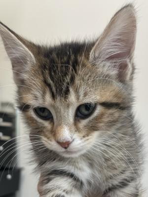 Ali