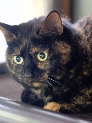 Paloma