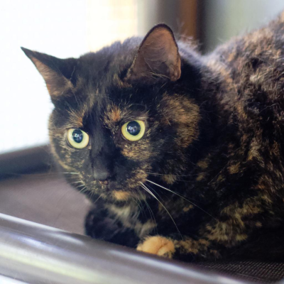 Paloma