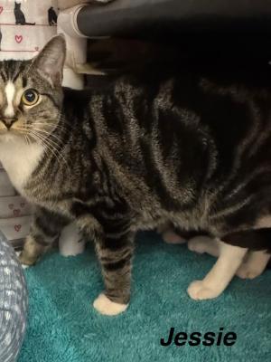 Jessie
