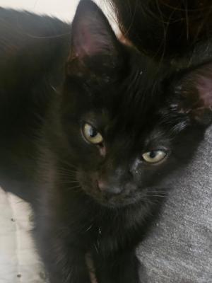 Onyx