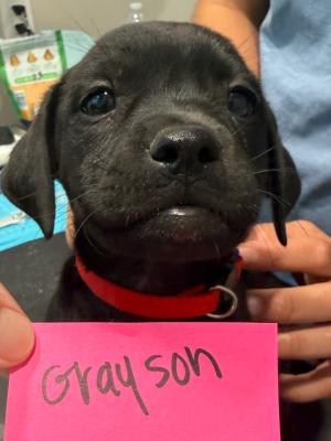 Grayson 22409