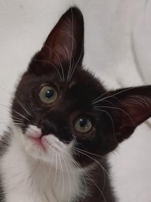 Tuxedo Tuxedo