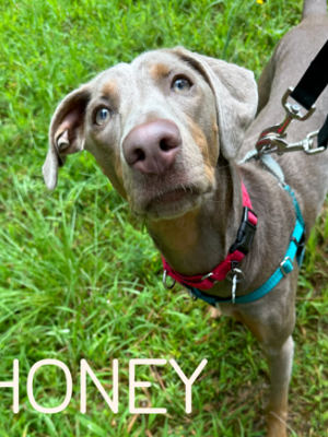 Honey 21650