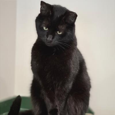 Bram (aka Bran)