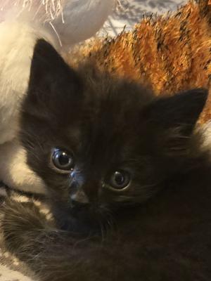 Zeus