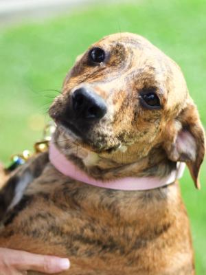 Lucy Lou 21647