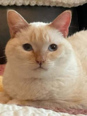 Koko
