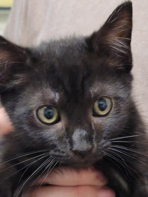 Milo