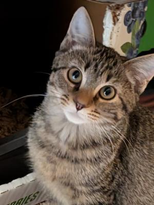 Triscuit