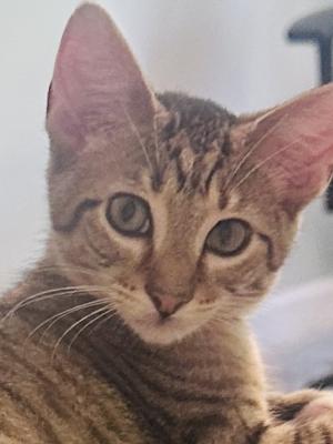 Vivian