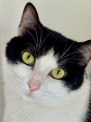 Oreo